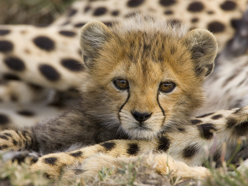 Illustration for article titled Caturday - Acinonyx jubatus Edition